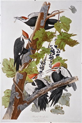 Pileated Woodpecker 